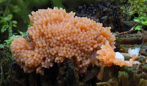 Attēlu rezultāti vaicājumam “Tubifera montana macro”