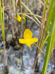 Attēlu rezultāti vaicājumam “Utricularia intermedia”