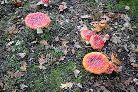 Image result for vliegenzwam