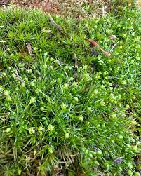 Attēlu rezultāti vaicājumam “Sagina procumbens flower”