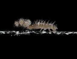 Attēlu rezultāti vaicājumam “Eilema griseola larva”