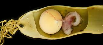 Image result for Poroderma pantherinum