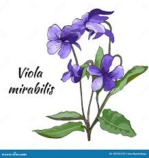 Attēlu rezultāti vaicājumam “Viola mirabilis”