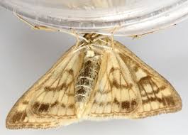 Attēlu rezultāti vaicājumam “Sitochroa verticalis”