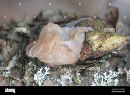 Attēlu rezultāti vaicājumam “Exidia thuretiana”