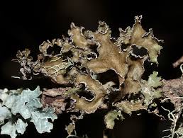 Attēlu rezultāti vaicājumam “Tuckermannopsis chlorophylla”