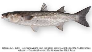 Image result for Liza ramada