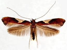 Attēlu rezultāti vaicājumam “Caloptilia stigmatella”