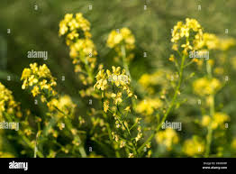 Attēlu rezultāti vaicājumam “Bunias orientalis flower”