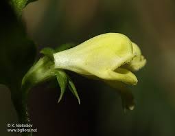 Attēlu rezultāti vaicājumam “Melampyrum sylvaticum”