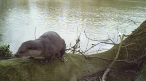 Image result for Eltham Otters