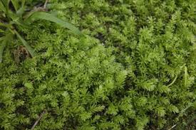 Attēlu rezultāti vaicājumam “Mnium hornum”