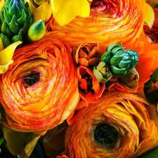 Attēlu rezultāti vaicājumam “Ranunculus brunnescens”