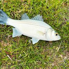 Image result for Morone chrysops