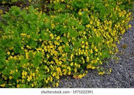 Attēlu rezultāti vaicājumam “Waldsteinia geoides”