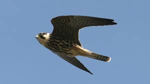 Attēlu rezultāti vaicājumam “Falco subbuteo”