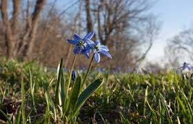 Attēlu rezultāti vaicājumam “Scilla siberica flower”