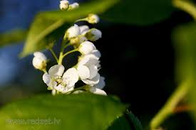 Attēlu rezultāti vaicājumam “Prunus padus var. roseiflora flower”
