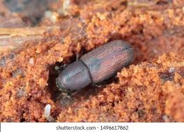 Attēlu rezultāti vaicājumam “Hylastes sp.”