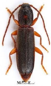 Attēlu rezultāti vaicājumam “Nothorhina punctata”