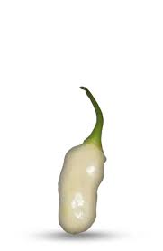 Afbeeldingsresultaat voor white habanero hot pepper