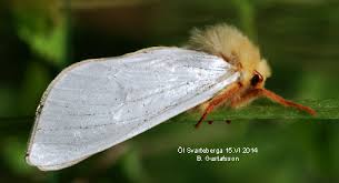 Attēlu rezultāti vaicājumam “Hepialus humuli”