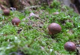 Attēlu rezultāti vaicājumam “Lycogala irregulare”