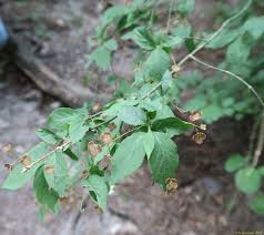 Attēlu rezultāti vaicājumam “Euonymus verrucosus leaf”