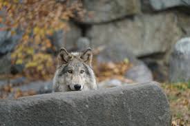 Image result for Westgate Wolves A.R.L.F.C.