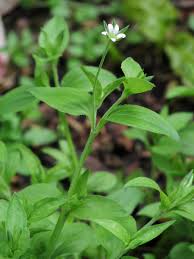 Attēlu rezultāti vaicājumam “Moehringia trinervia bud”