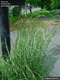 Attēlu rezultāti vaicājumam “Festuca pratensis”