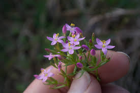 Image result for Centaurium erythraea