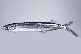 Image result for Micropterus