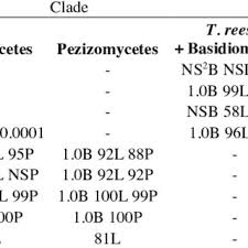 Attēlu rezultāti vaicājumam “Ophiostoma polyporicola”