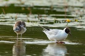 Attēlu rezultāti vaicājumam “Larus ridibundus adult”