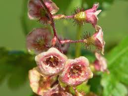 Attēlu rezultāti vaicājumam “Ribes nigrum flower”