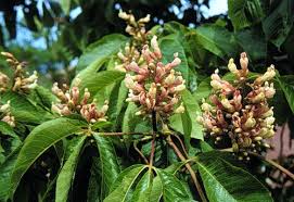 Attēlu rezultāti vaicājumam “Aesculus flava”