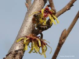 Attēlu rezultāti vaicājumam “Hamamelis vernalis bud”