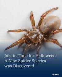 Image result for spider