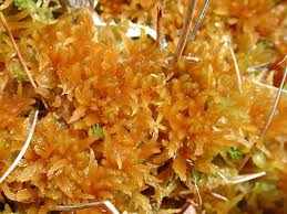 Attēlu rezultāti vaicājumam “Sphagnum balticum”