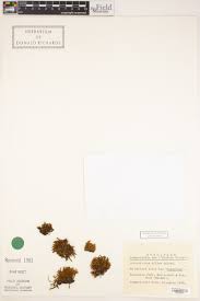 Attēlu rezultāti vaicājumam “Orthotrichum affine var. affine sporophyte”