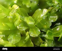 Attēlu rezultāti vaicājumam “Syntrichia latifolia”