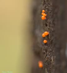 Attēlu rezultāti vaicājumam “Oligonema favogineum sessile”