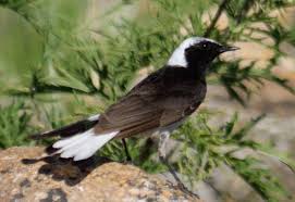 Image result for Oenanthe pleschanka