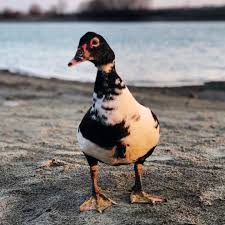 Attēlu rezultāti vaicājumam “Anas platyrhynchos eggs”