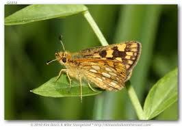 Attēlu rezultāti vaicājumam “Carterocephalus palaemon”