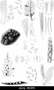 Attēlu rezultāti vaicājumam “Rutstroemia firma”