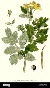 Attēlu rezultāti vaicājumam “Chelidonium majus bud”