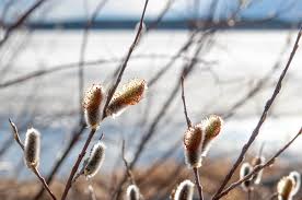 Attēlu rezultāti vaicājumam “Salix lapponum”