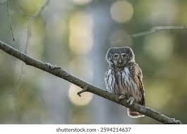 Attēlu rezultāti vaicājumam “Glaucidium passerinum”